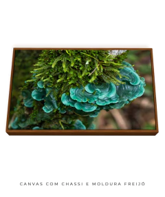 Fungos Preciosos - loja online