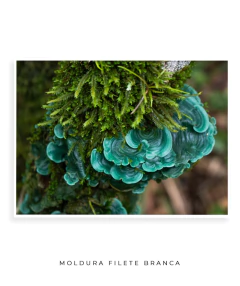 Fungos Preciosos - comprar online