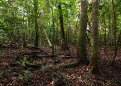Igapó