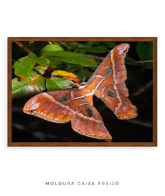 Imagem do Mariposa Espelho
