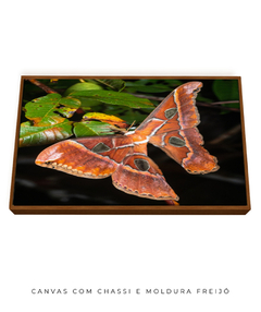 Mariposa Espelho - loja online