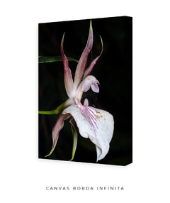 Imagem do Orquídea da Noite