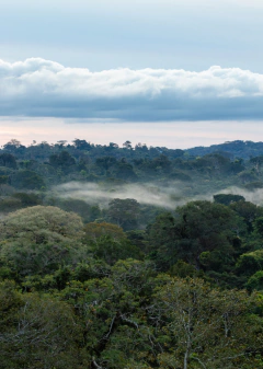 Quando a Neblina Surgiu no Poente