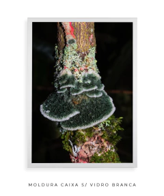 Reino Fungi - Ocelo Ecostudio