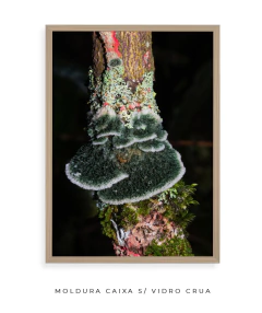 Reino Fungi - loja online
