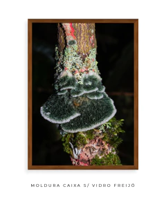 Imagem do Reino Fungi