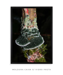 Reino Fungi