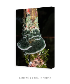 Reino Fungi - comprar online