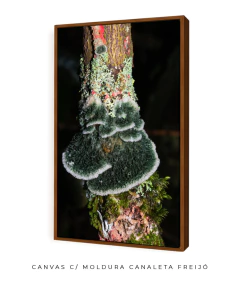 Reino Fungi - loja online