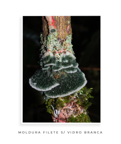 Reino Fungi - comprar online