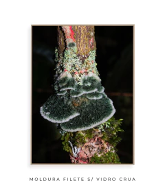 Reino Fungi na internet