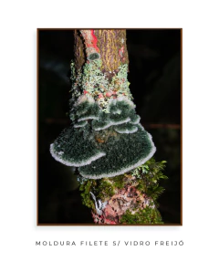 Reino Fungi - Ocelo Ecostudio
