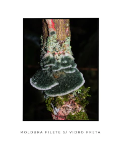Reino Fungi - loja online
