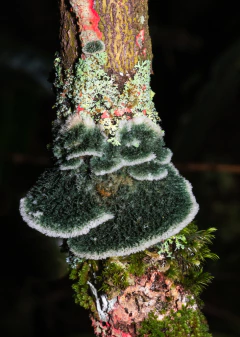 Reino Fungi
