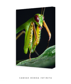 Retrato do Louva-a-deus Verde - comprar online