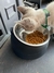 Tigela para cachorro gato 15 graus em aço inoxidável - Facility