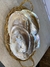 Conchas - comprar online