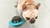 Brinquedo Tigela Pets Bola De Petiscos E Rações Para Cachorro E Gatos - comprar online