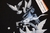 Imagem do HERON PRESTON