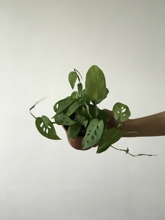 Foto da planta Monstera Adansonii em um elegante vaso marrom, em um fundo branco. Compre online na nossa loja de plantas e receba uma planta saudável e de alta qualidade diretamente do produtor. Essa planta ornamental é popular por suas folhas únicas e ex