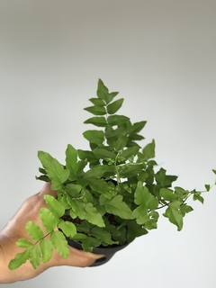 Avenca de metro - Floresta Urbana Store - comprar online