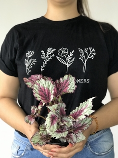 Begônia rex - Floresta Urbana Store - comprar online