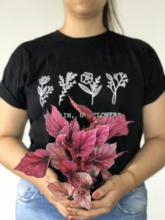 Begônia rex - Floresta Urbana Store na internet