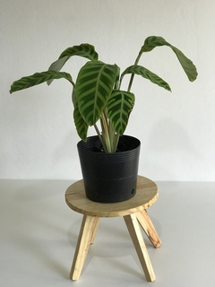 Planta ornamental Calathea zebrina em vaso de 12 cm, altura de 25-30 cm. Ideal para decoração de interiores com luz indireta. Compre agora diretamente do produtor para garantir qualidade e saúde da planta. Fácil cuidado e manutenção. Entrega rápida e gara