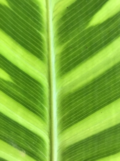 Planta ornamental Calathea zebrina em vaso de 12 cm, altura de 25-30 cm. Ideal para decoração de interiores com luz indireta. Compre agora diretamente do produtor para garantir qualidade e saúde da planta. Fácil cuidado e manutenção. Entrega rápida e gara