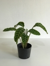Planta ornamental Calathea zebrina em vaso de 12 cm, altura de 25-30 cm. Ideal para decoração de interiores com luz indireta. Compre agora diretamente do produtor para garantir qualidade e saúde da planta. Fácil cuidado e manutenção. Entrega rápida e gara
