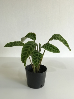 Planta ornamental Calathea zebrina em vaso de 12 cm, altura de 25-30 cm. Ideal para decoração de interiores com luz indireta. Compre agora diretamente do produtor para garantir qualidade e saúde da planta. Fácil cuidado e manutenção. Entrega rápida e gara