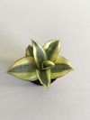 Mini Espada de Santa Bárbara - Sansevieria trifasciata