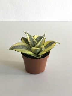 Mini Espada de Santa Bárbara - Sansevieria trifasciata na internet