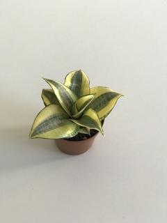Mini Espada de Santa Bárbara - Sansevieria trifasciata - comprar online