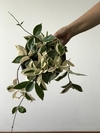 Flore-de-cera variegata - flor rosa claro - Hoya lanceolata