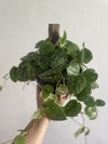 Jibóia prata (Scindapsus Argyraeus) - Floresta Urbana Store