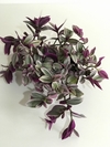 Lambari rosa (Tradescantia Fluminensis Variegata 'Lavander") - Floresta Urbana Store