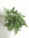 Samambaia prateada (Pteris cretica) - Floresta Urbana Store