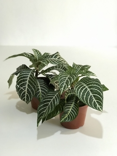 Aphelandra squarrosa - Floresta Urbana Store - comprar online