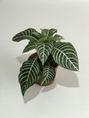 Aphelandra squarrosa - Floresta Urbana Store
