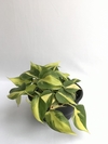 Philodendro Brasil (Philodendron hederaceum) - Floresta Urbana Store