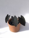 Taro (Colocasia esculenta Schott) - Floresta Urbana Store