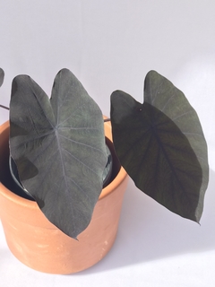 Taro (Colocasia esculenta Schott) - Floresta Urbana Store na internet