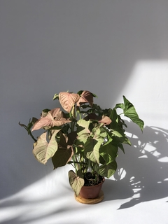Singônio Rosa (Syngonium angustatum "Neon Robusta") - Floresta Urbana Store - comprar online