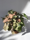Singônio Rosa (Syngonium angustatum "Neon Robusta") - Floresta Urbana Store