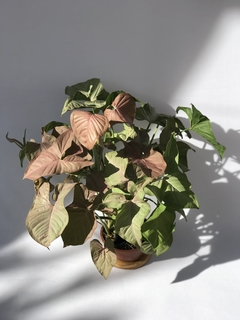 Singônio Rosa (Syngonium angustatum "Neon Robusta") - Floresta Urbana Store