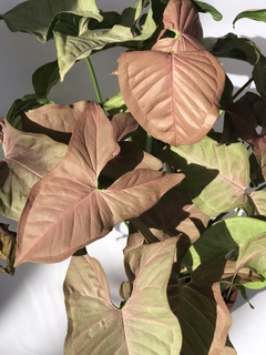 Singônio Rosa (Syngonium angustatum "Neon Robusta") - Floresta Urbana Store na internet