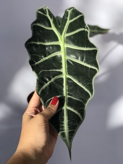 Alocasia Amazônica - Floresta Urbana Store - Floresta Urbana | Venda de plantas para casa e apartamento online