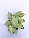 Singônio branco (Syngonium podophyllum) - Floresta Urbana Store