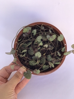 Suculenta Coração Emaranhado - Ceropegia woodii - comprar online